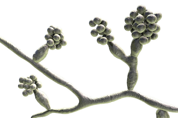 Mould fungi Madurella, 3D illustration. The microscopic fungus that causes black-grain mycetoma, or maduromycosis, an infection of human extremities and nervous system found in tropical areas - Photo, Image