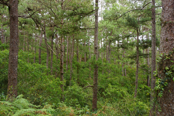 A forest in the Sagada Mountain Province Philippines - Foto, immagini
