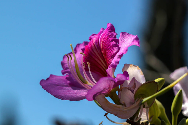 Bauhinia Orkide Ağacının Çiçeği Namı diğer Kelebek Ağacı İsrail 'de ilkbaharın başlarında - Fotoğraf, Görsel