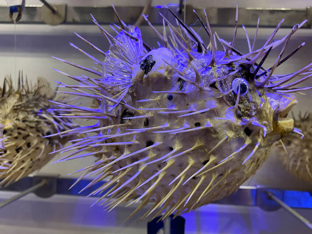 Fish-hedgehog close-up. Needle sea fish ball - blowfish. - Photo, Image