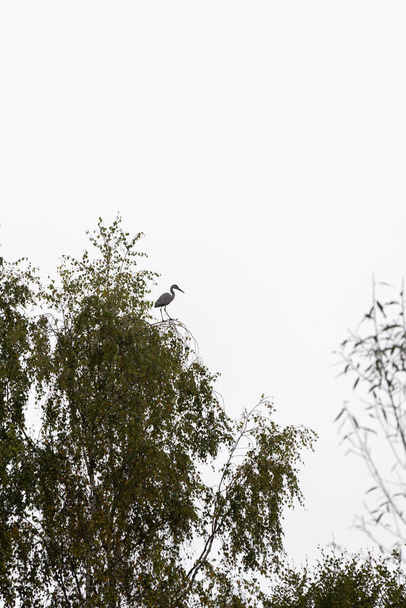 Grijze reiger op de takken van een berkenboom in de mist - Foto, afbeelding