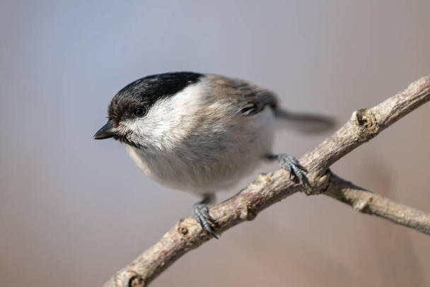 Very near close up of a small Marsh tit. Parus palustris. Sitting on a branch in spring sunshine - Photo, Image