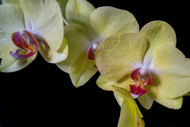 Close-up de uma orquídea amarela com gotas de água. - Foto, Imagem