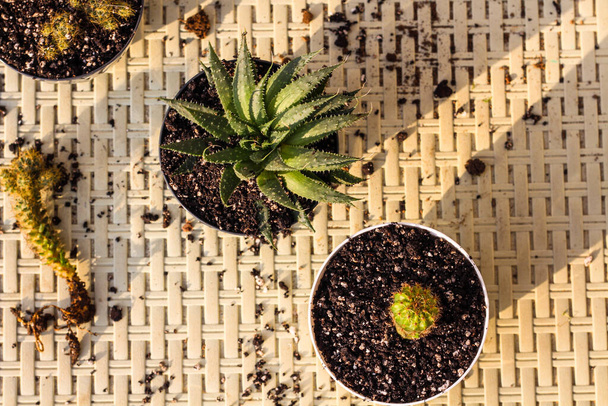 Succulent plants after planting in flowerpots, View from the top - Photo, Image
