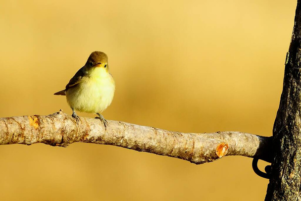 Sylvia atricapilla é uma espécie de ave passeriforme do gênero Sylvia. - Foto, Imagem