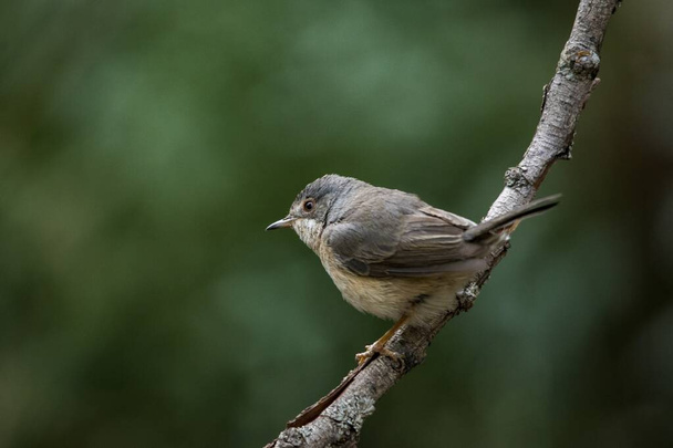 Sylvia cantillans - The western subalpine warbler is a typical small warbler. - Photo, Image