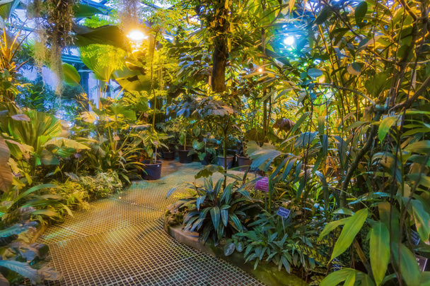 Moscow, Russia - November 29, 2021: Aptekarskiy Ogorod. Historic tropical greenhouse interior - Foto, Imagen