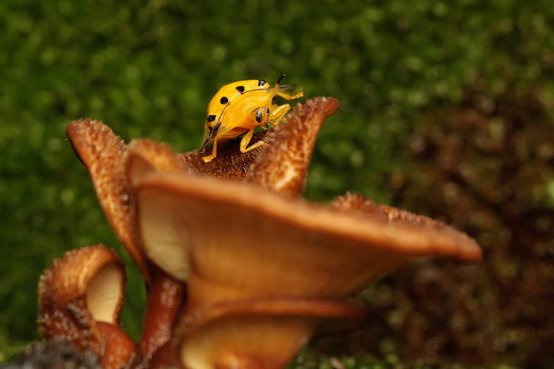 Жук Aspidomorpha miliaris ищет пищу на грибах.  - Фото, изображение