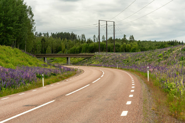 Wiele kolorowych kwiatów łubinu rosnących wzdłuż wiejskiej drogi w Szwecji całkowicie ponad przejęcie natury - Zdjęcie, obraz