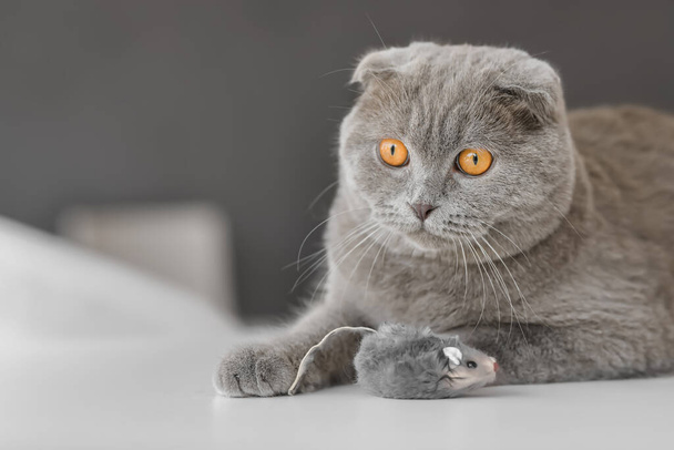 Niedliche Katze mit Spielzeugmaus zu Hause - Foto, Bild