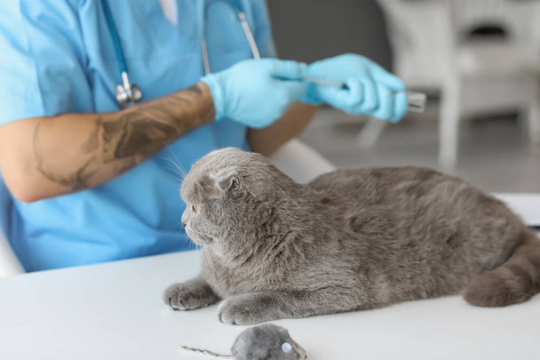 Κτηνίατρος εμβολιασμός σκωτσέζικη φορές γάτα στην κλινική - Φωτογραφία, εικόνα