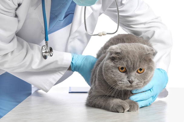 Férfi állatorvos vizsgálata skót fold macska fehér háttér - Fotó, kép