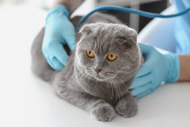 Klinikte İskoç kedisini muayene eden veteriner. - Fotoğraf, Görsel