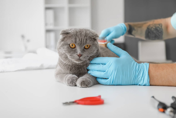 Veterinarian brushing Scottish fold cat in clinic - Fotografie, Obrázek