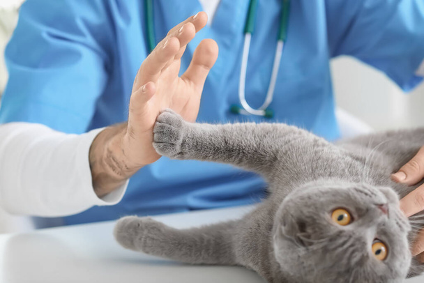 Veterinarian examining Scottish fold cat in clinic - Zdjęcie, obraz