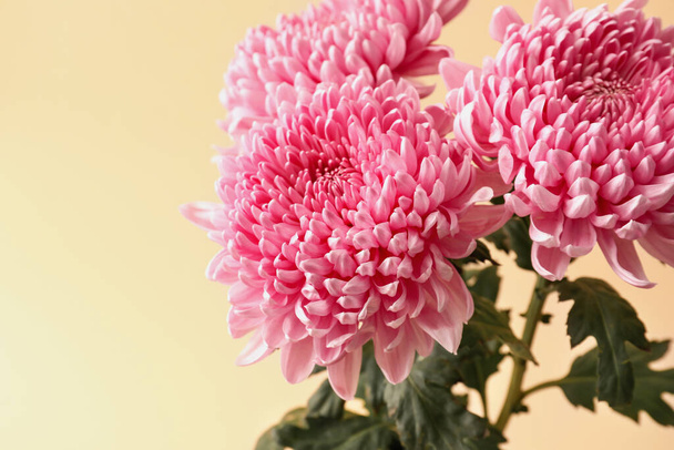 色の背景に新鮮な菊、クローズアップ - 写真・画像