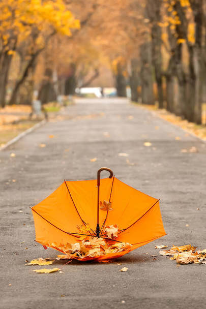Stylowy jasny parasol z jesiennymi liśćmi w parku - Zdjęcie, obraz