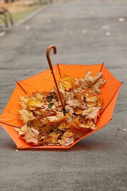 Stylowy jasny parasol z jesiennymi liśćmi w parku - Zdjęcie, obraz