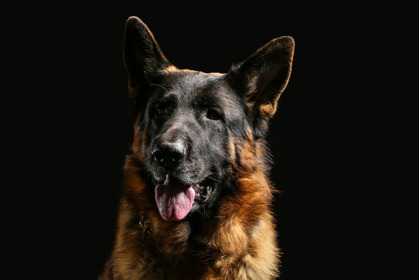 Německý ovčák pes na černém pozadí - Fotografie, Obrázek