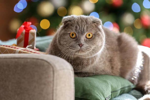 mignon écossais plier chat à la maison le soir de Noël - Photo, image
