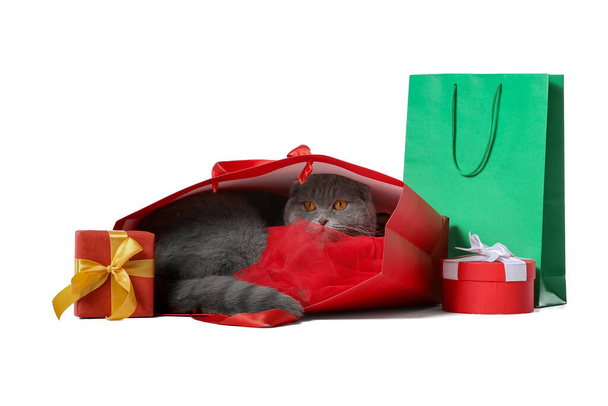 Cute Scottish Fold cat in shopping bag and Christmas gifts on white background - Photo, Image