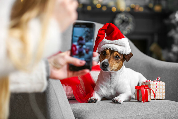 Owner taking photo of cute Jack Russel Terrier in Santa hat - Foto, Imagen