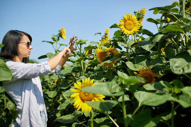 Woman farmer, bussineswoman take photo on tablet field Organic sunflower, sales online, growing seeds for production of vegetable oil. Smart farming digital agriculture, modern technology - Photo, Image