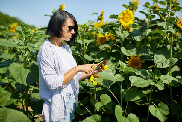 Женщина-фермер, хозяйка планшета держит планшет, осуществляет онлайн продажи на поле Органические подсолнухи, выращивая семена для производства растительного масла. Умная цифровая культура, современные технологии, бизнес - Фото, изображение