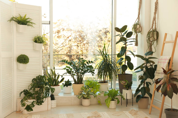 Many beautiful houseplants in light room. Interior design - Фото, изображение