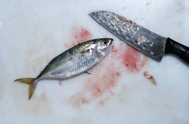 Une image de poisson maquereau sur la planche à découper avec couteau prêt à être coupé et retirez-le organe interne - Photo, image