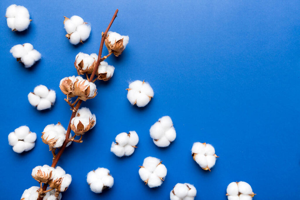 Otoño Composición floral. Rama de flores de algodón esponjoso blanco seco vista superior en la mesa de color con espacio de copia. - Foto, imagen