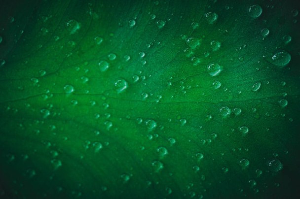 macro water druppels op bladeren liefde voor het milieu - Foto, afbeelding