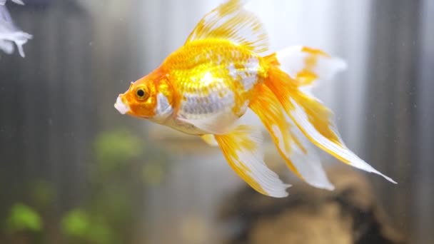 56 Goldfish Scooping Stock Video Footage - 4K and HD Video Clips