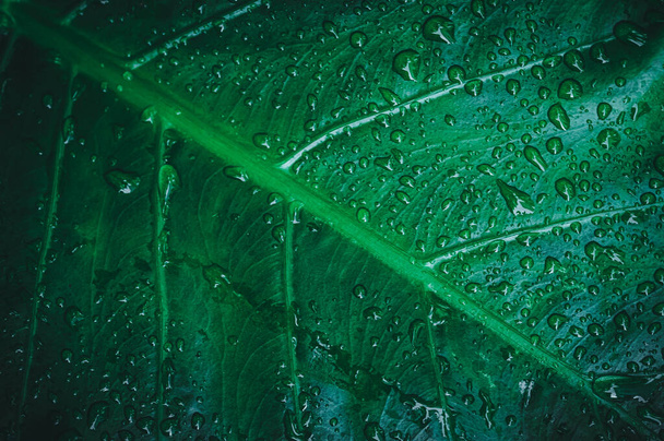 σταγονίδια νερού μακροεντολή στα φύλλα αγαπούν το περιβάλλον - Φωτογραφία, εικόνα