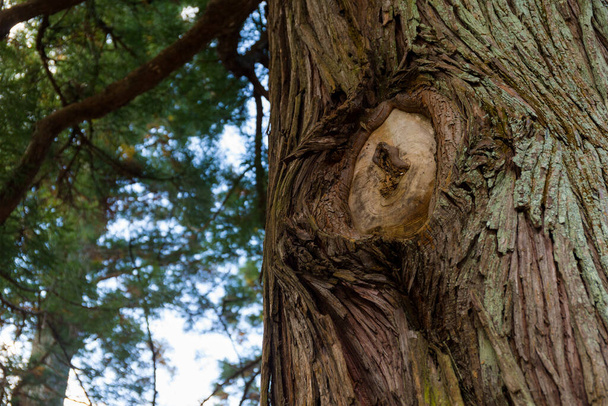 tronco de árvore na floresta - Foto, Imagem