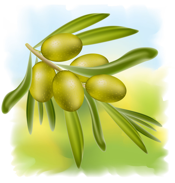 A branch of green olives. Vector illustration. - Вектор,изображение