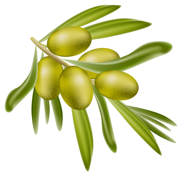 A branch of green olives. - Vector, imagen