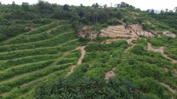 Αεροφωτογραφία φυτεία στην πλαγιά του λόφου της Μαλαισίας - Πλάνα, βίντεο