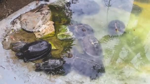 groep van baby schildpadden zitten Idly in een vijver - Video
