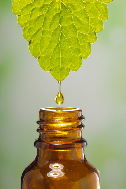 drop of medical plant - Foto, afbeelding
