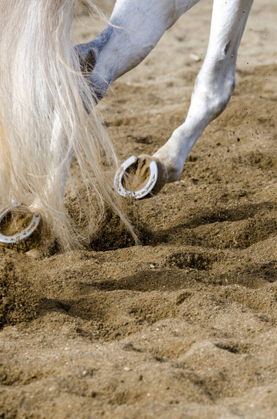 hevonen kavio että baareja hiekkainen maa Italiassa - Valokuva, kuva