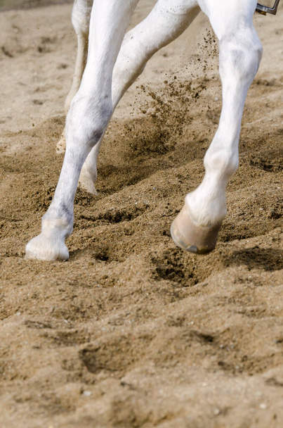 pezuña de caballo que las barras en el suelo arenoso en Italia - Foto, imagen