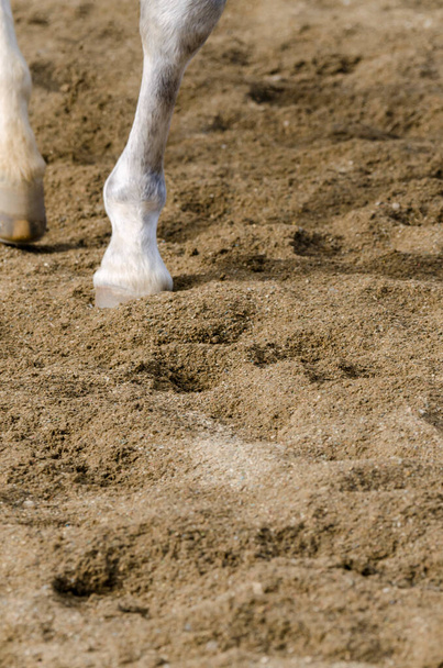 hevonen kavio että baareja hiekkainen maa Italiassa - Valokuva, kuva