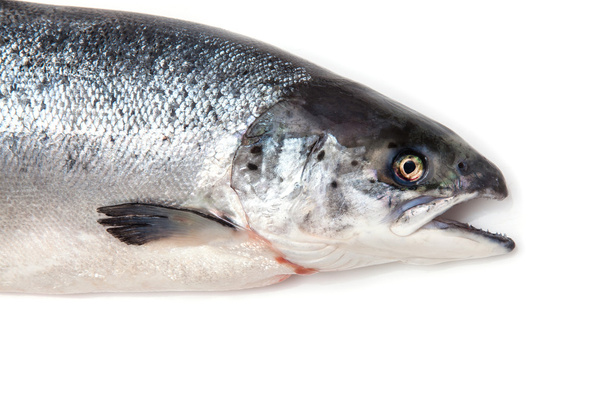 Saumon atlantique poisson entier
. - Photo, image