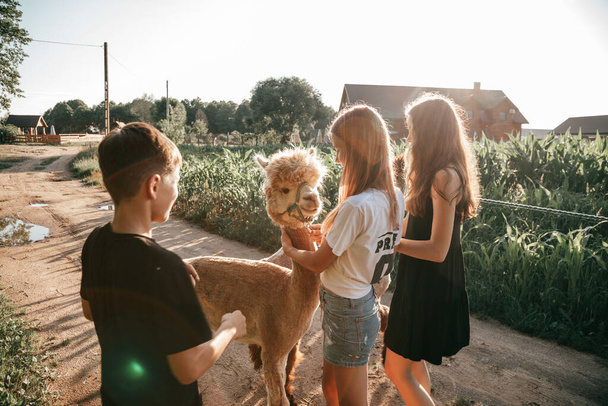 Funny alpaca happily communicates with three teenagers on summer day . Life on farm. . Natural materials .Beautiful animals. Children 's holidays . Summer holidays. Adventures. Friendship.  - Foto, afbeelding