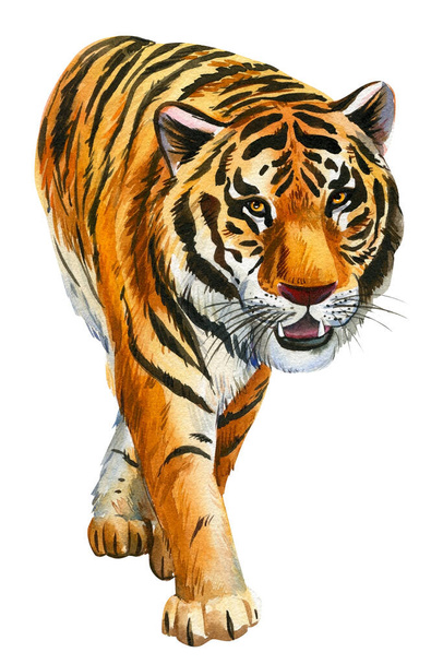 Tygrysy na białym tle, rysunek dłoni akwarela - Zdjęcie, obraz
