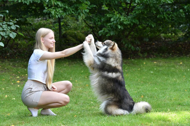 Retrato de una mujer y un perro Lapphund finlandés trucos de entrenamiento al aire libre en el patio trasero - Foto, imagen
