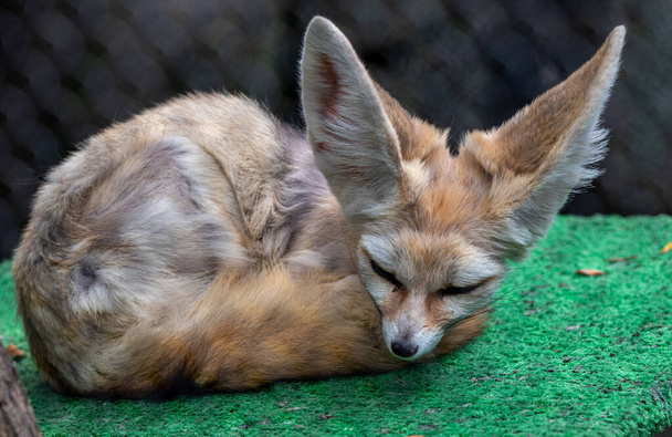 A closeup shot of a red fox in a cage in a zoo - Фото, зображення