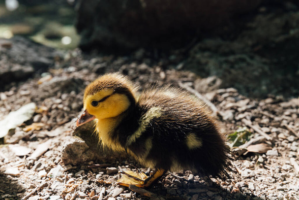 little duckling alone without mom on the lake - Foto, Bild