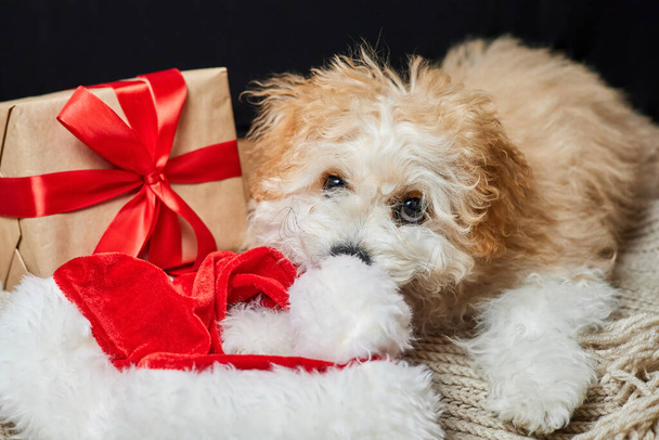 Maltipoo puppy chewing on Santa hat near christmas gift box - Photo, Image
